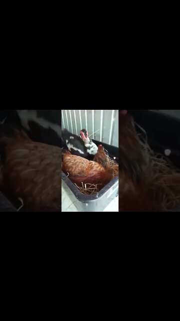Chicken and Duck in the same nest box