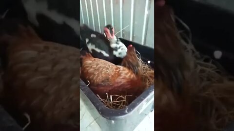 Chicken and Duck in the same nest box