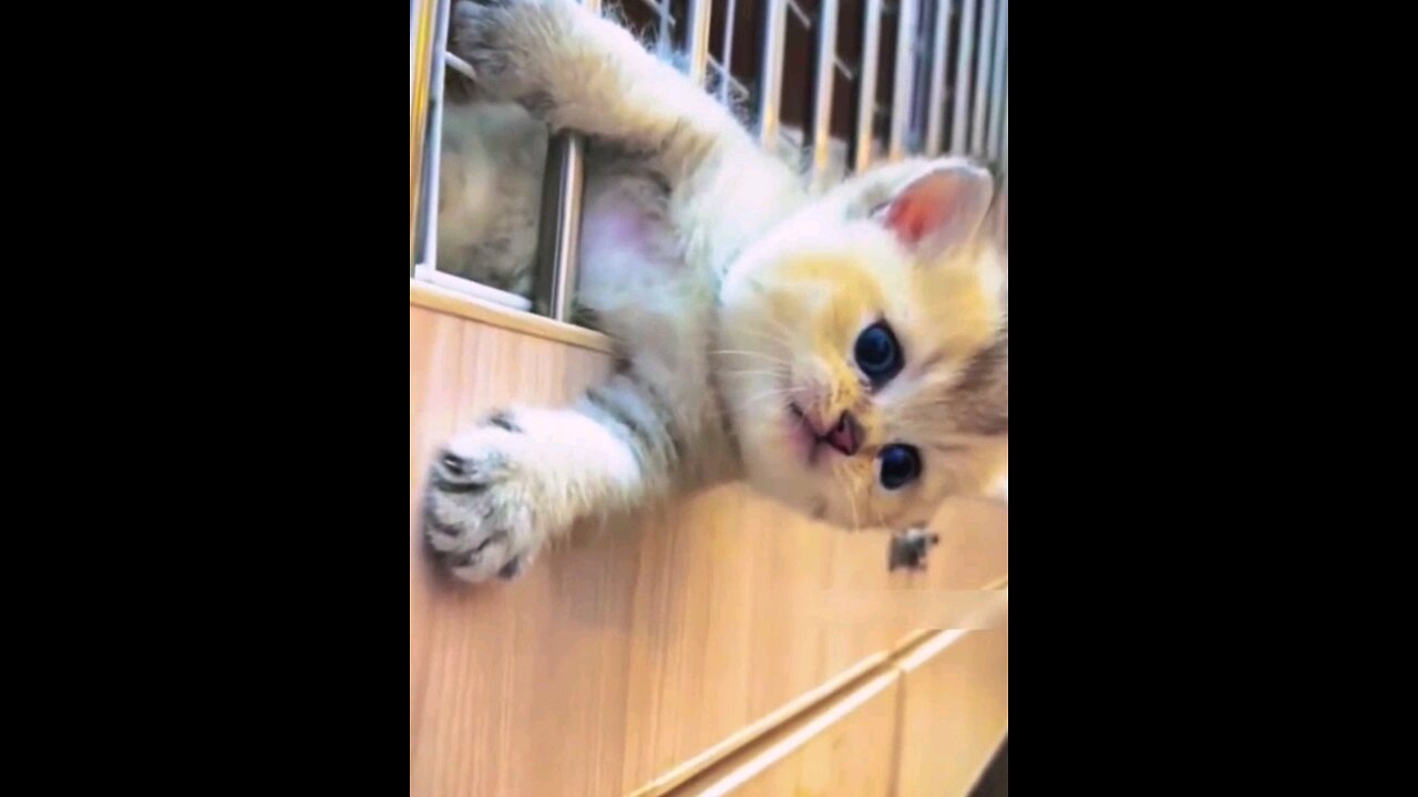 the funniest_so_cute_Little_kittens_fun_😱😱🙈