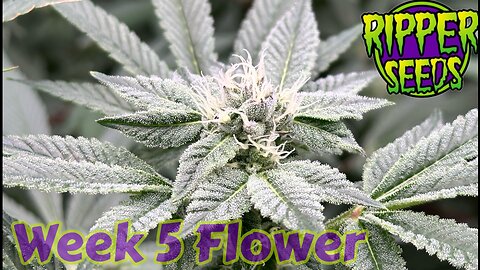 Ripper Seeds GMO X Animal Cookies wk 5 flower under ​⁠dual @grandmasterlevel Master Bloom 6 Red