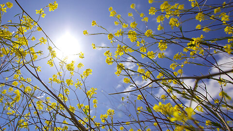 Unwind to the Miracle of Relaxing Music - You Won't Believe What Happens Next!