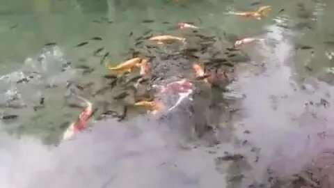 Lovely Fish..Pls Like, Subscribe and Comment.. Thank you