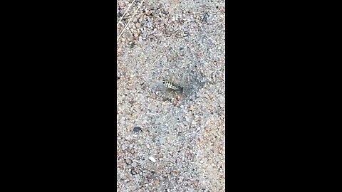 Slow Motion Sand Wasp