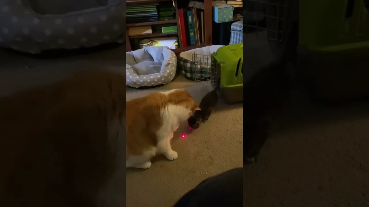 Butters cat and Sophie kitten with a laser. Cute