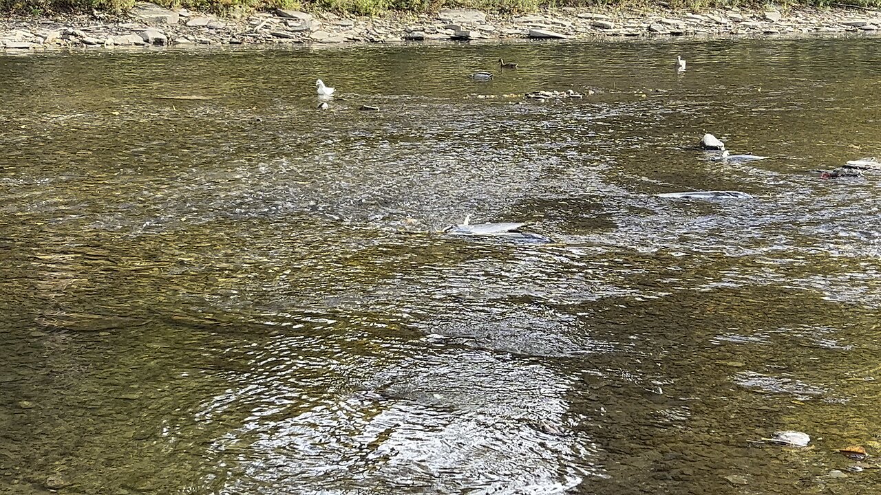 Circle of life for the Salmon on the Humber River
