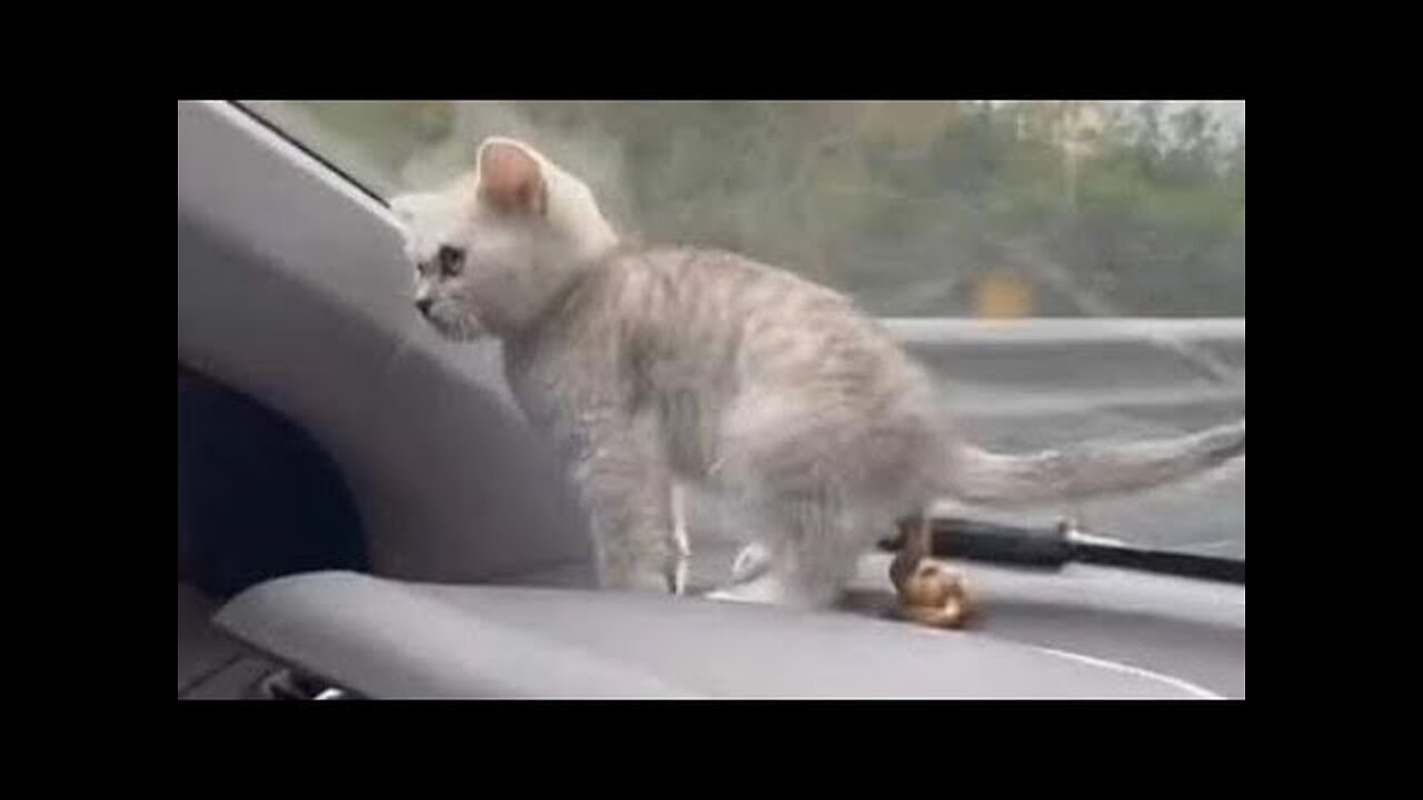 Best Funny Animal Videos Of The 2023 🤣