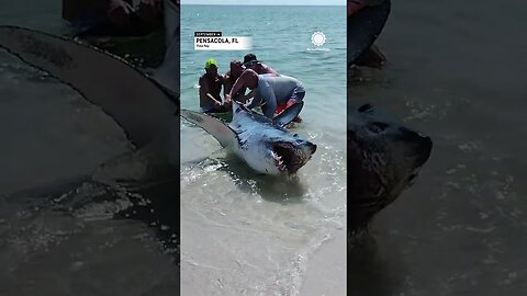 Florida Couple Helps Shark Back into Ocean