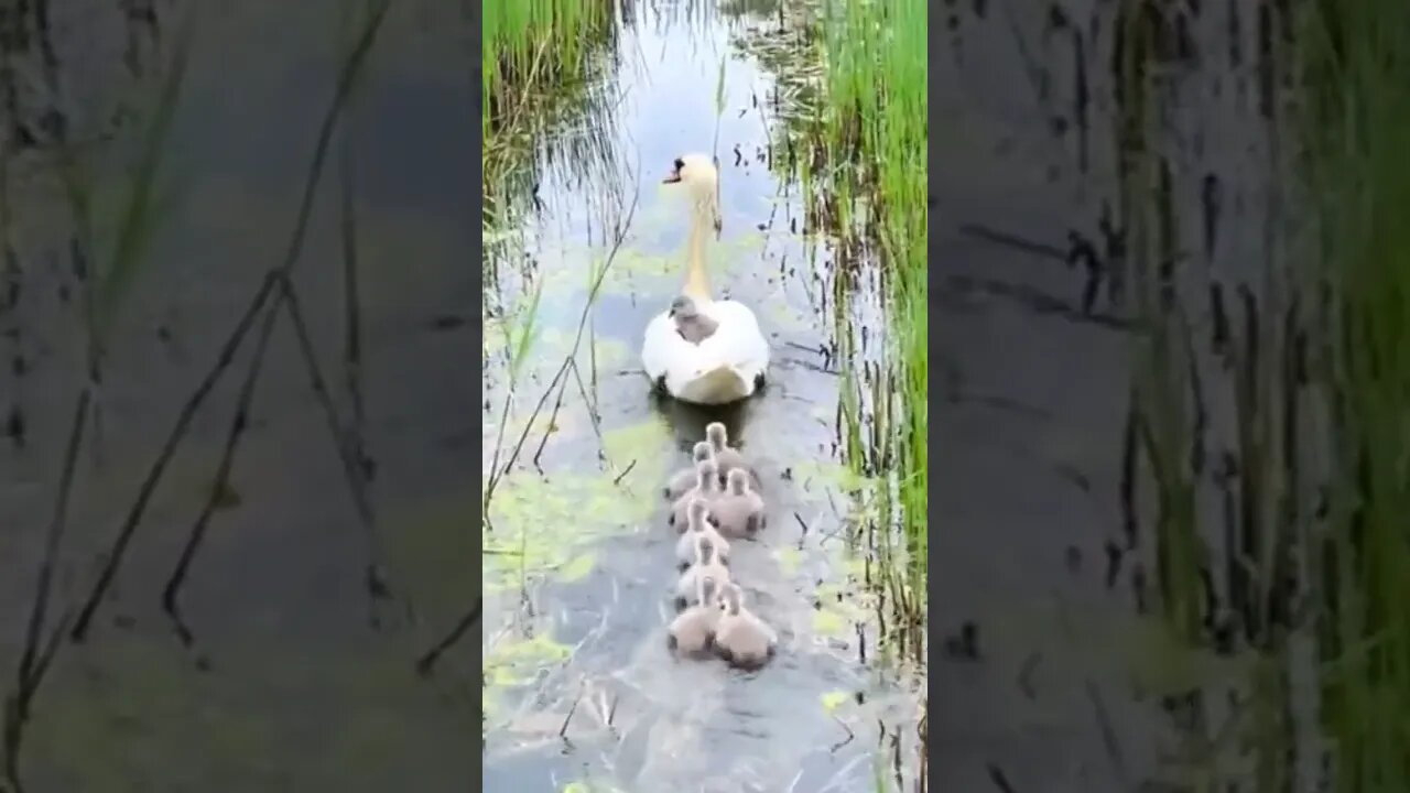 duck and ducklings swimming #animals #funny #shorts