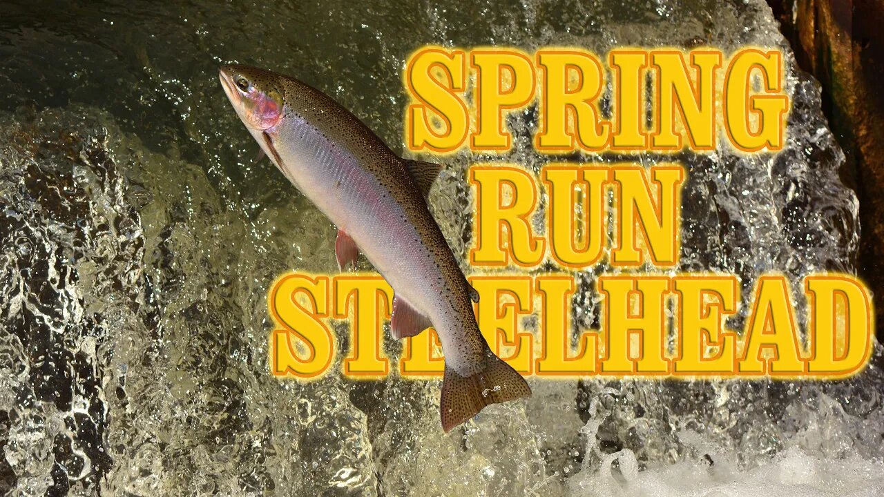 Spring Run Steelhead Battle