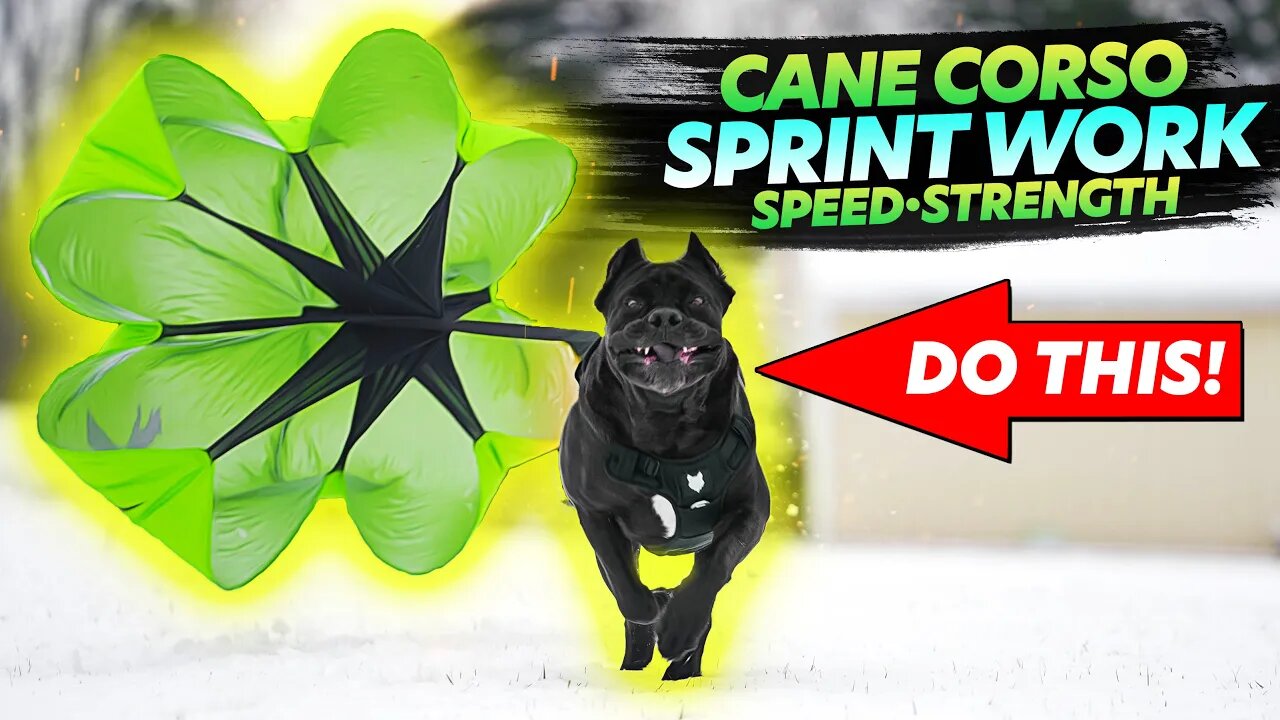 Cane Corso Speed & Strength Work