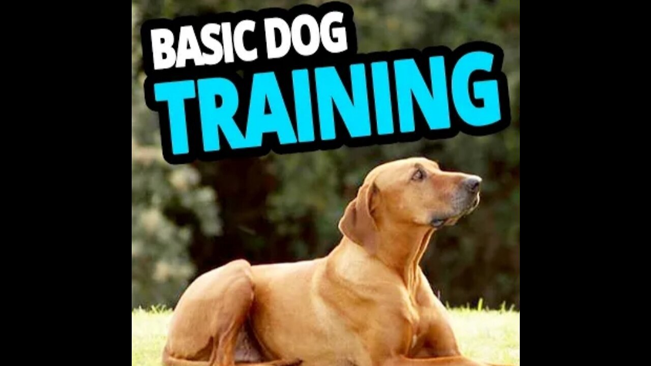 Basic Dogs training