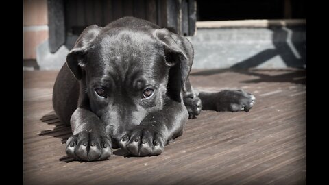 Dogs and Pupppy