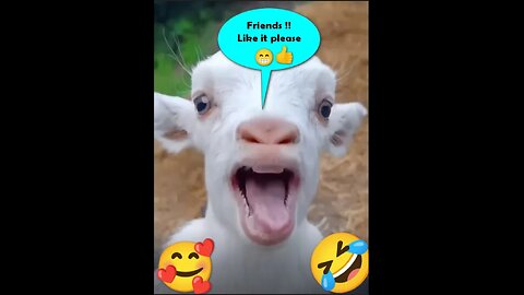 Interesting and funny video of animal zoo