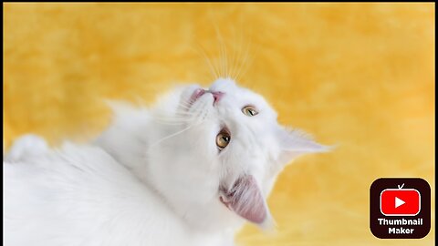 Funny Cats video; Try not to laugh