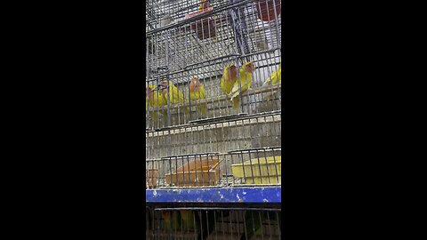 Cute parrots