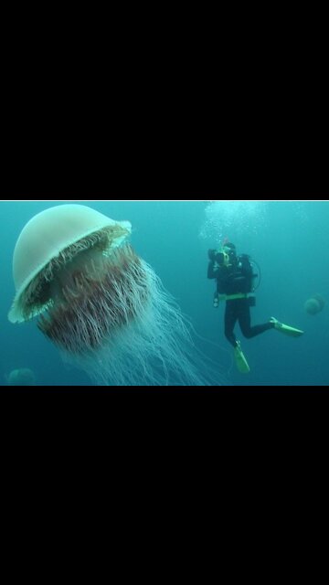 Fact about jellyfish. 3