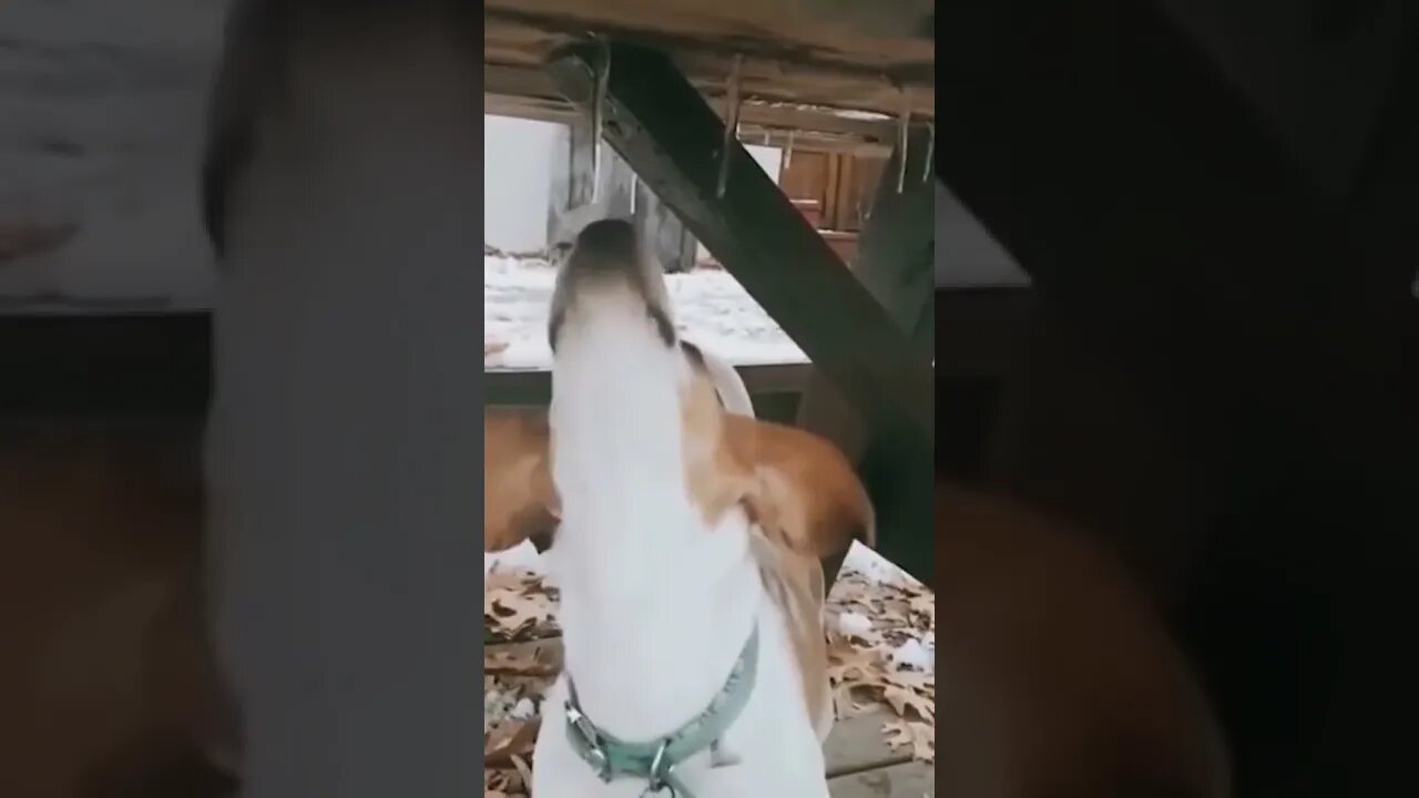 Funny Animals 164 funnycontent707