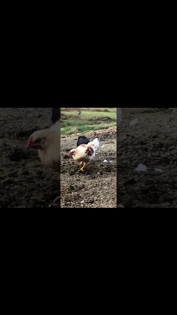 16 week old chickens scratching out horse manure