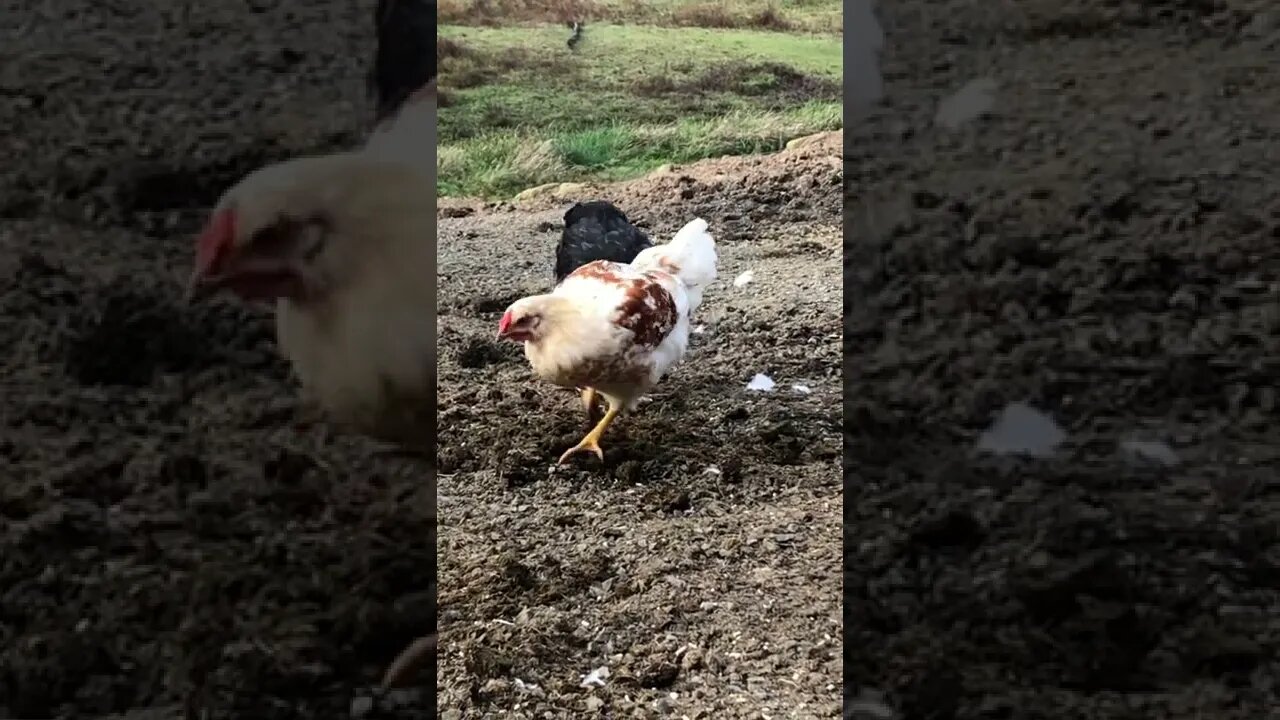 16 week old chickens scratching out horse manure