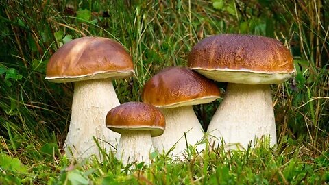 PORCINI MUSHROOMS - SOUTH AUSTRALIA . Friday Choof 'N' Chat