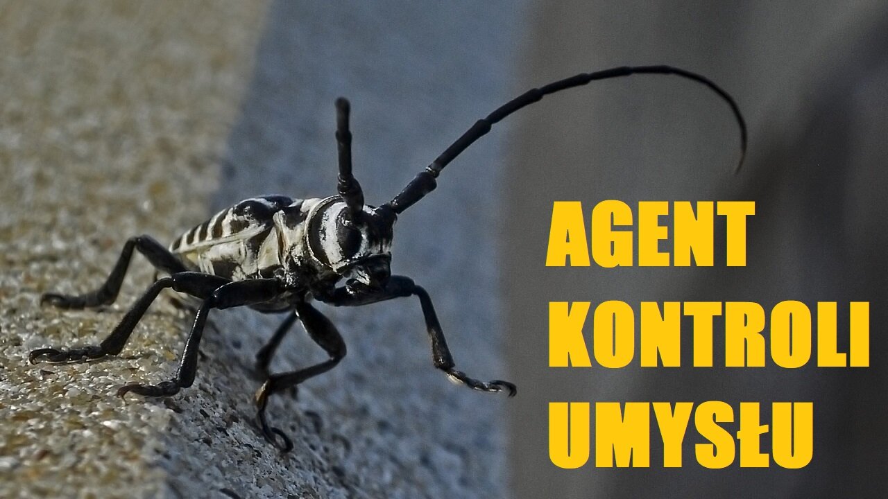 OWADZIA DIETA AUTOSTRADA DO KONTROLI UMYSLU