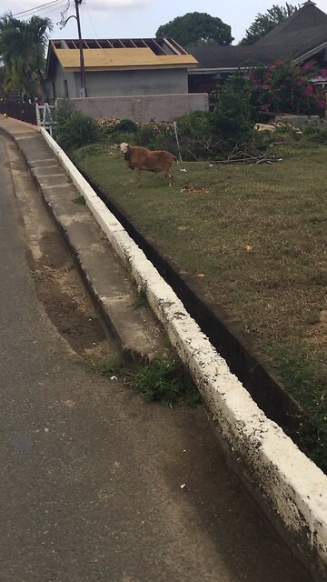 REAL GOAT STEPPER ON ROAD