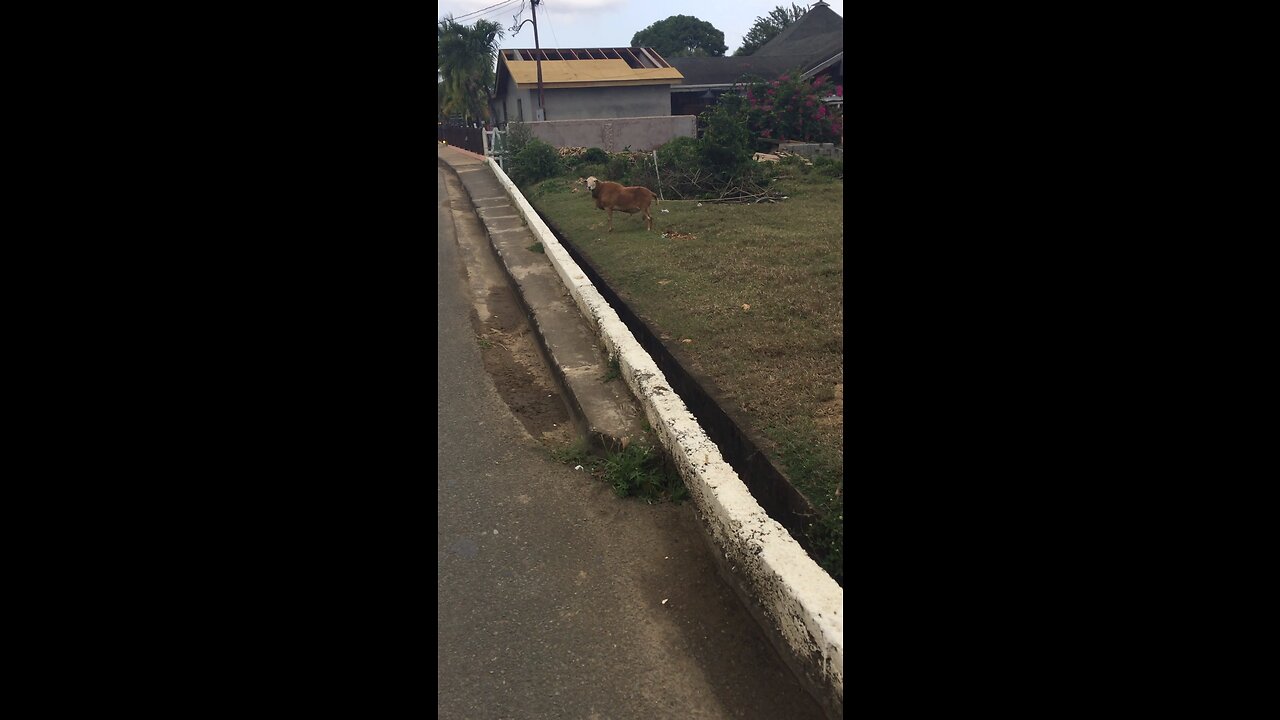 REAL GOAT STEPPER ON ROAD