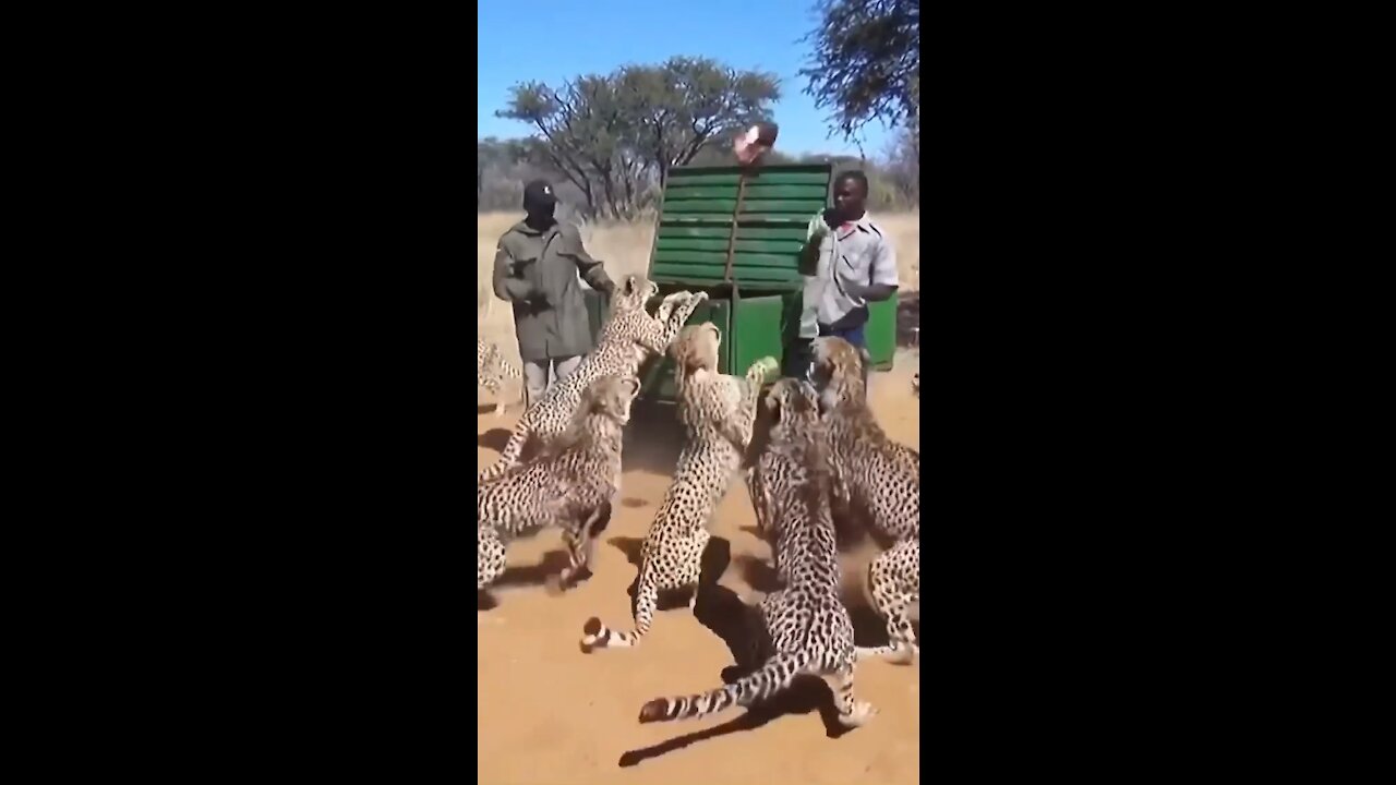 Wildlife is no joke, 🐆