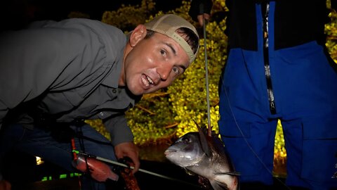 Tampa Sheepshead Slaying with Twisted Limbs Bowfishing