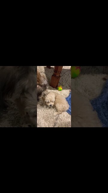 Cockapoo Puppy chillen with a Schneagle