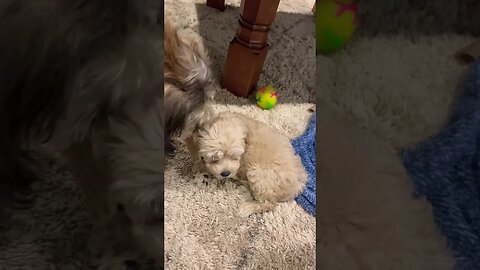 Cockapoo Puppy chillen with a Schneagle