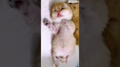 cute cat videos 😹 funny videos 😂 497 😻