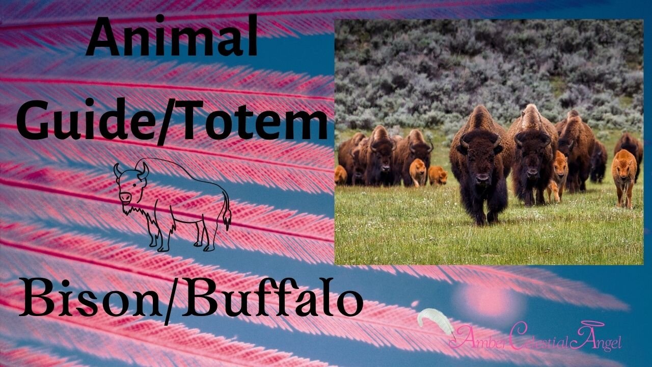 Bison/Buffalo Animal Guide/Totem Meaning