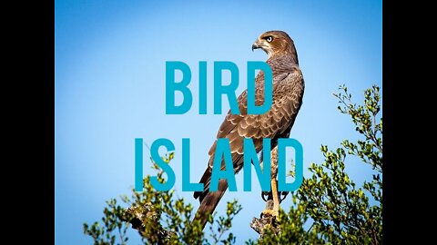 BIRD ISLAND.