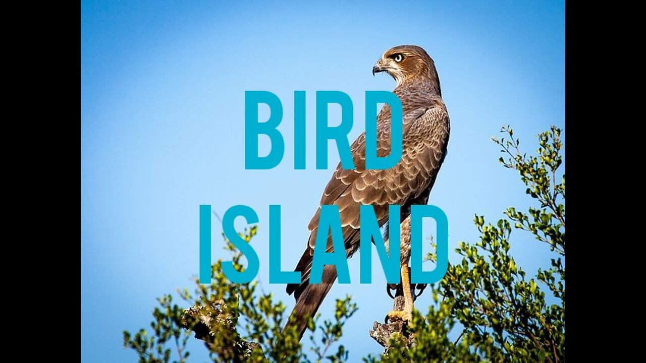 BIRD ISLAND.