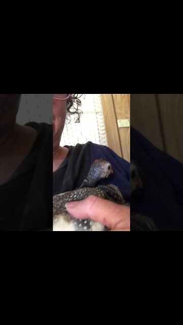 Cuddly baby guinea fowl