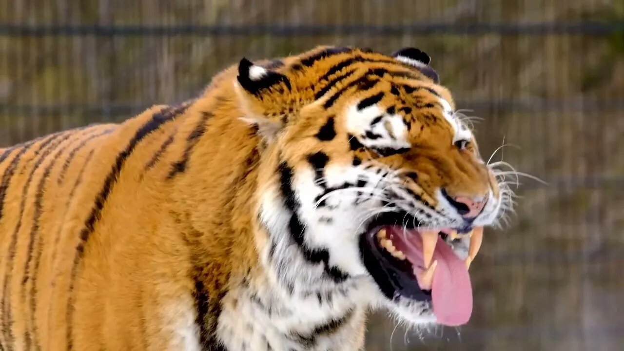 White Tiger and Majestic BengalTiger #YouTube #tiger