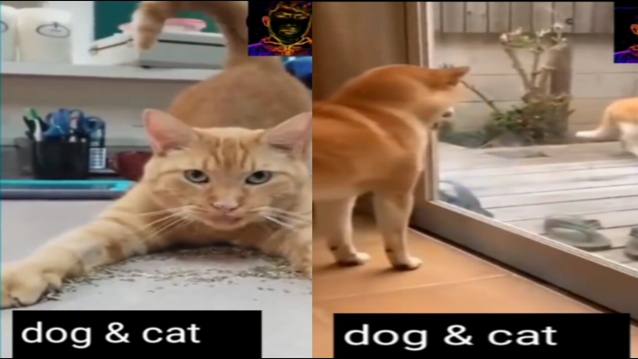 Dog & cat denger fight