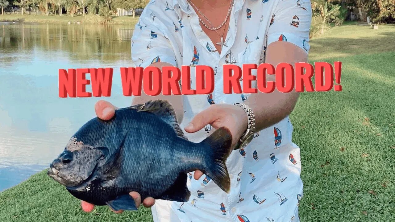 Florida STATE RECORD Bluegill!