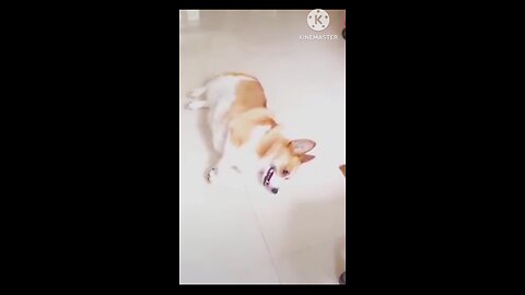 cats and dog funny video