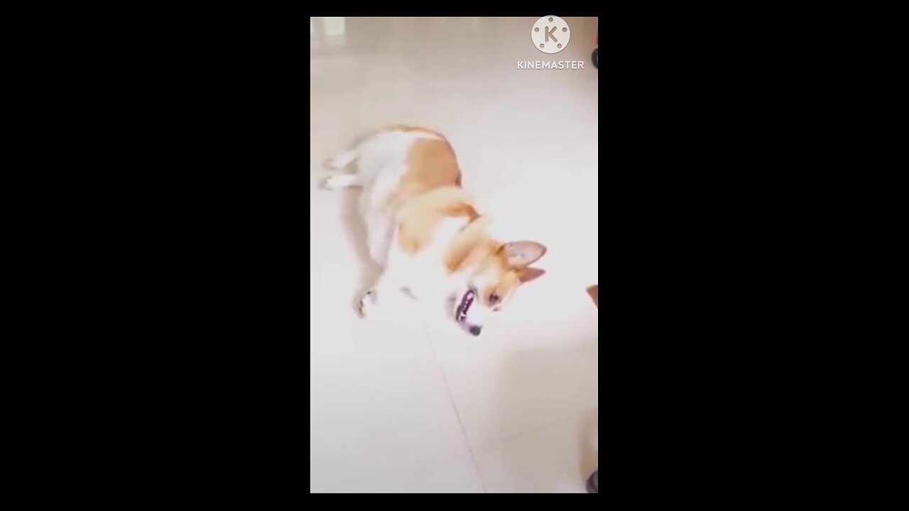 cats and dog funny video