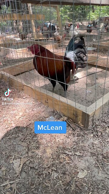 Mclean Hatch stag