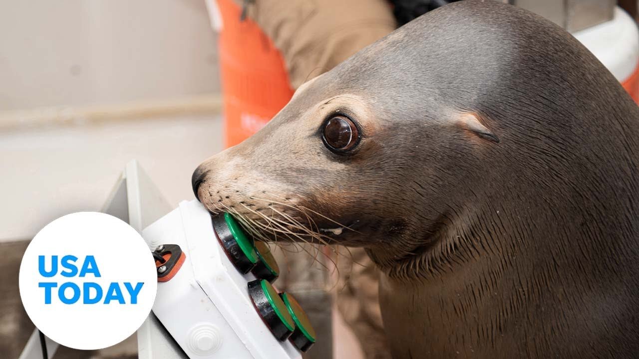 Sea lions taught how to play video games by US Navy scientists | USA TODAY