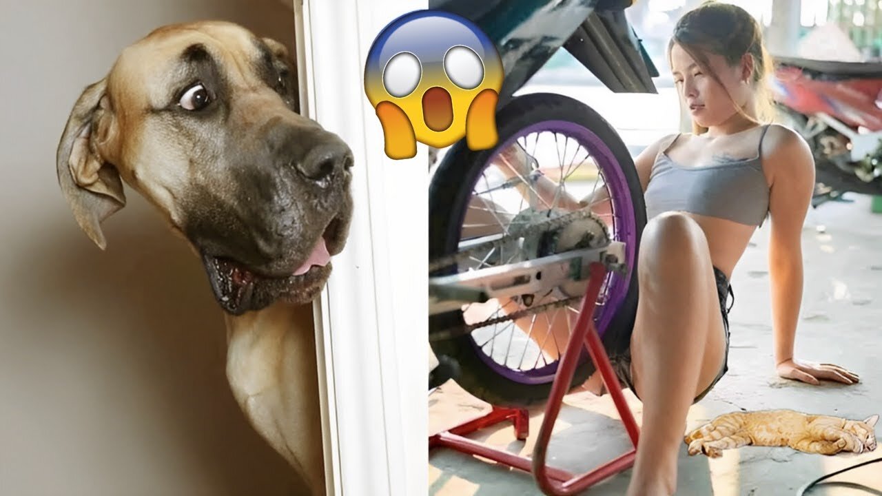 Funniest Animals Video - Funny Dogs And Cats - Try Not To Laugh Animals 2023 P15