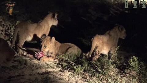 Daughters Of The Mapogo Lions - Rebuilding The Othawa Pride - 93: Bushbuck Ram For Dinner