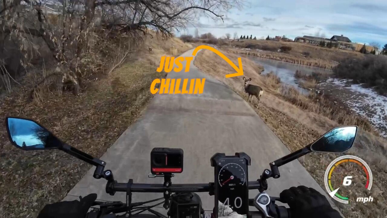 Young Mule Deer On Bike Path while riding my Power Goat