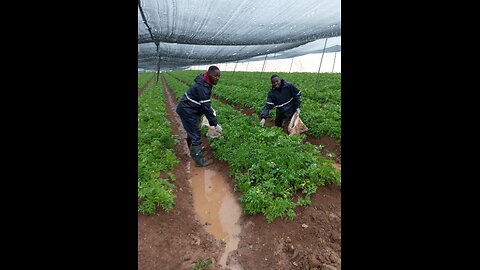 MALAWIANS in Israel