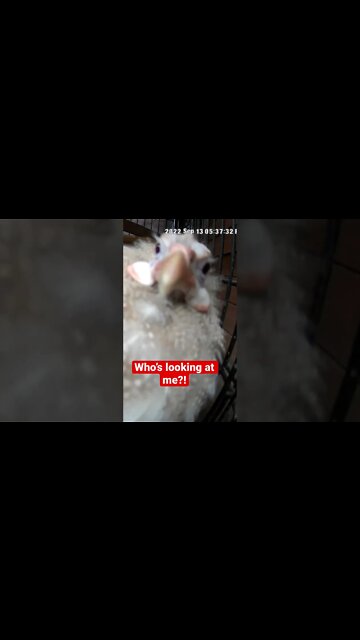 Bird notices camera 😆