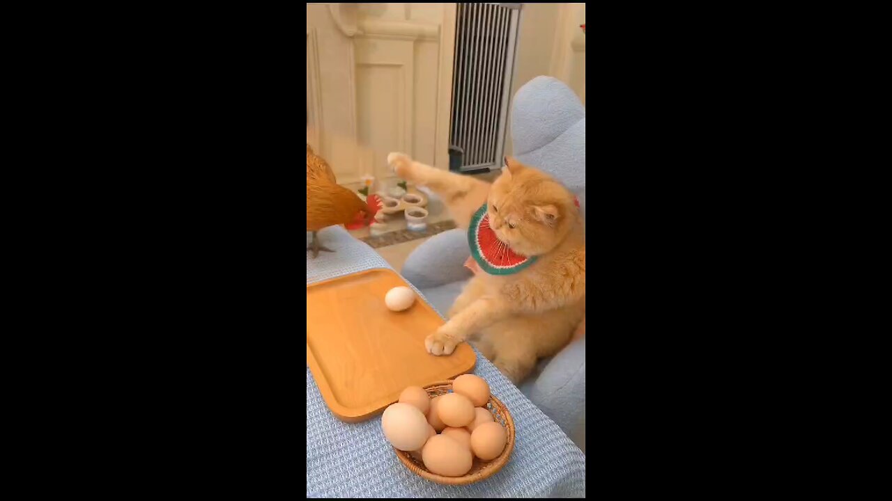 Cats and Chicken are super excited