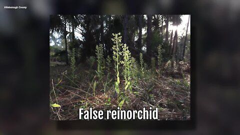 False Reinorchid | Sarah's Walking Club Fall Scavenger Hunt